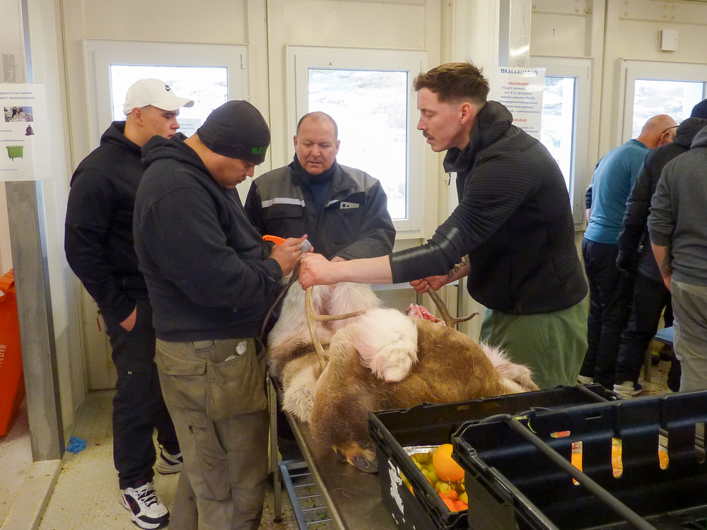 Nuummi tammajuitsussanik iluani ilisimasortat nutaat